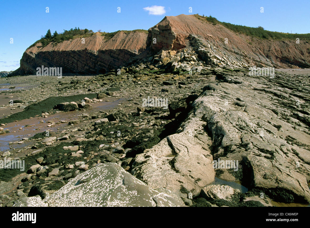 Falesie fossilifere di Joggins, Joggins, Nova Scotia, Canada - Carbone Età fossili lungo la baia di Fundy Foto Stock