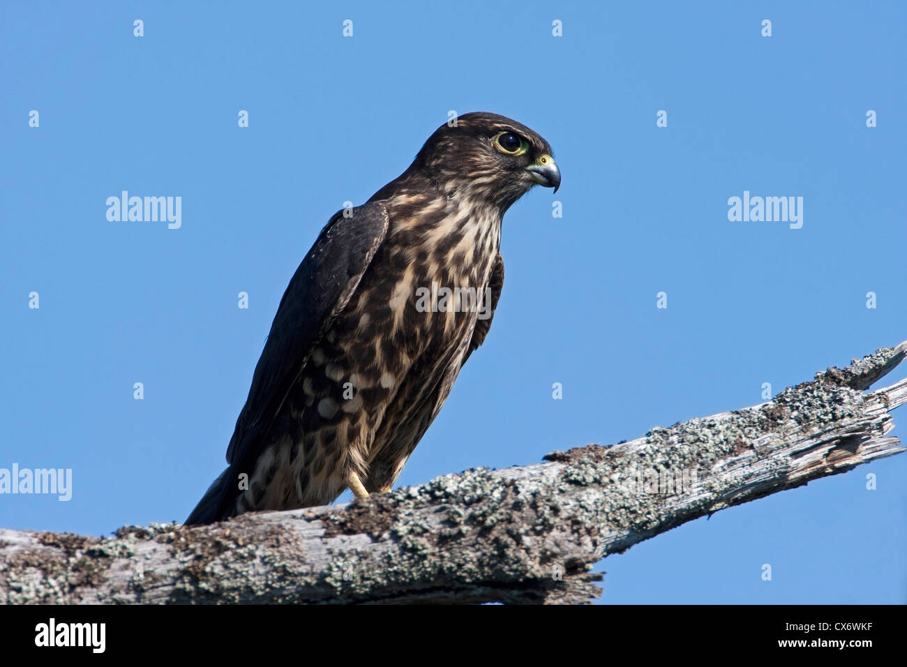 Merlin (Falco columbarius) appollaiato su un ramo a Buttertubs Marsh, Nanaimo, Isola di Vancouver, BC, Canada nel mese di agosto Foto Stock