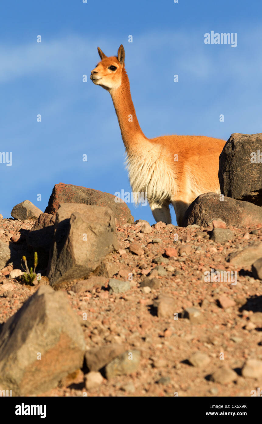 Vicugna o vigogna maschio un Camelid Specie specifiche per le Ande Highlands in Sud America custodire il suo gregge Shot In the Wild In Chimborazo R faunistico Foto Stock
