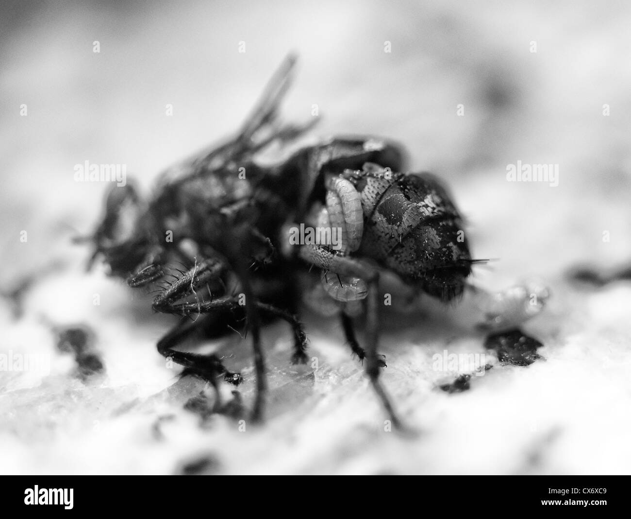 Femmina Morta (housefly Musca domestica), con vermi uscente del fly addome Foto Stock