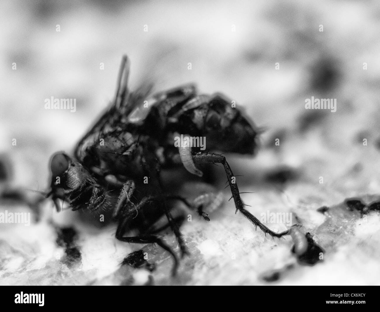 Femmina Morta (housefly Musca domestica), con vermi uscente del fly addome Foto Stock