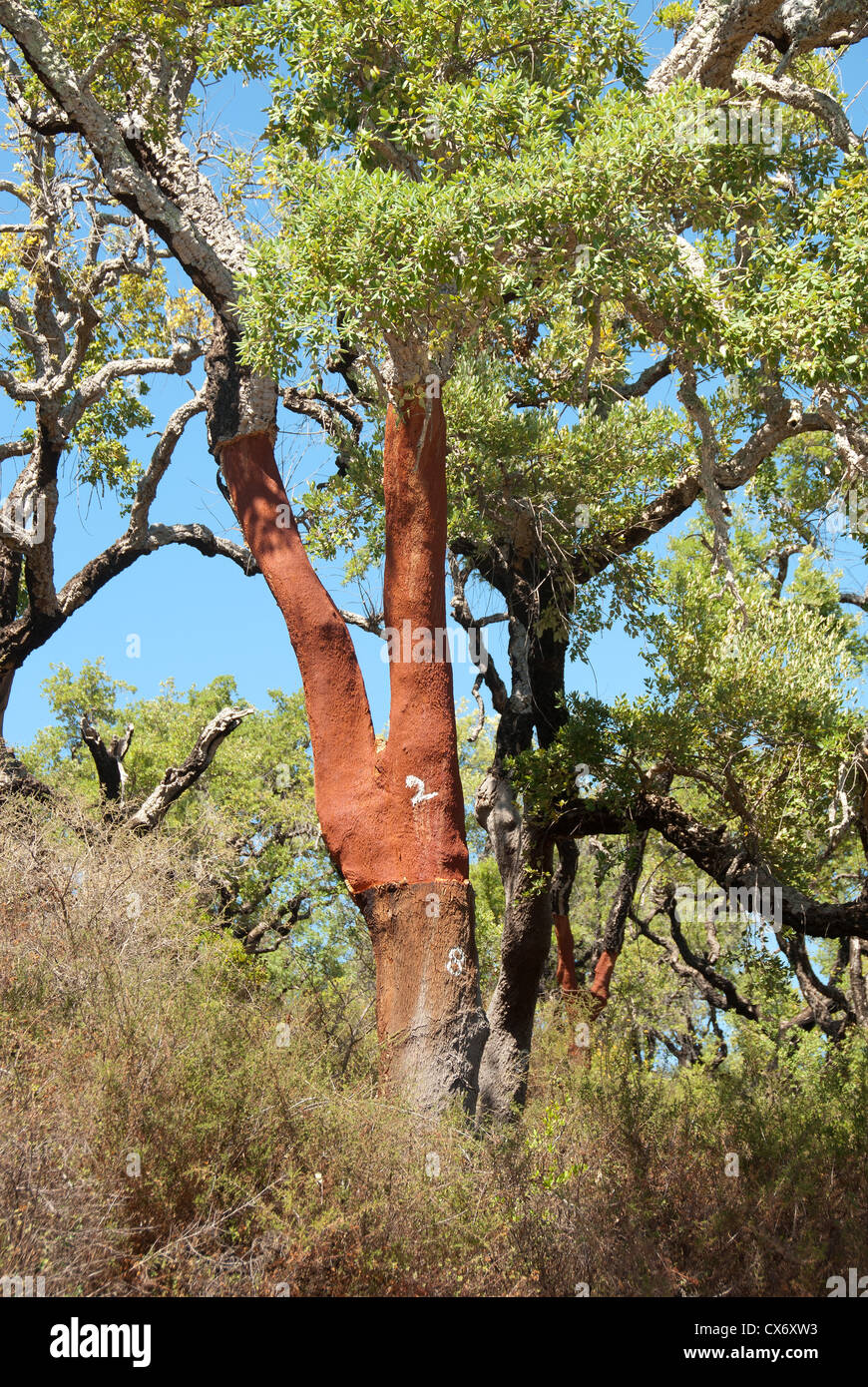 Immagini Stock - Raccolto Di Corteccia Di Quercia Da Sughero Dal Tronco Di  Quercia Da Sughero (Quercus Suber) Per La Produzione Industriale Di Vino  Tappo Di Sughero Nella Regione Dell'Alentejo, Portogallo. Image