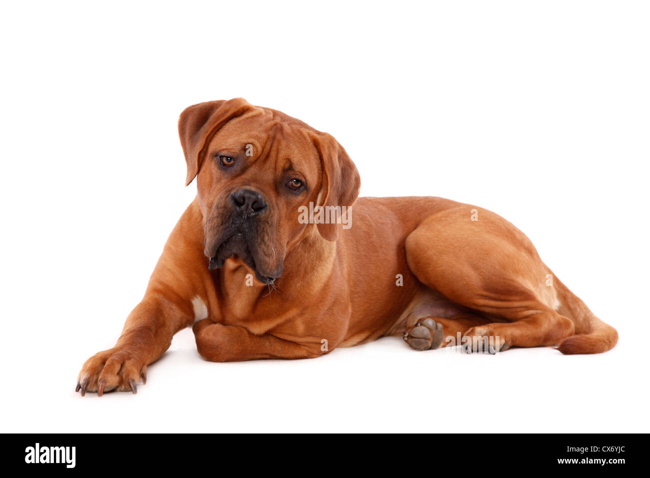 Giacente Dogue de Bordeaux Foto Stock