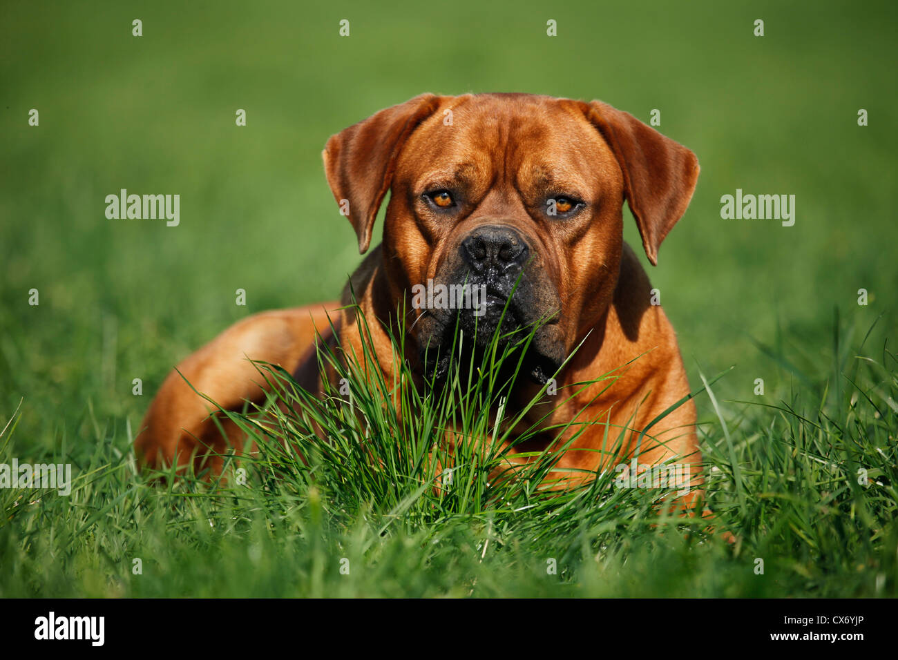 Giacente Dogue de Bordeaux Foto Stock