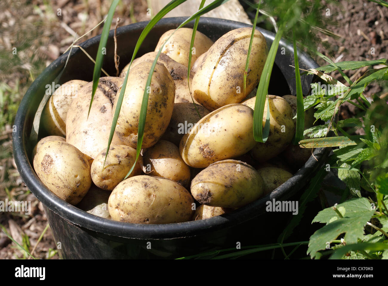 Appena scavato per le patate di primizia di Solanum tuberosum Foto Stock