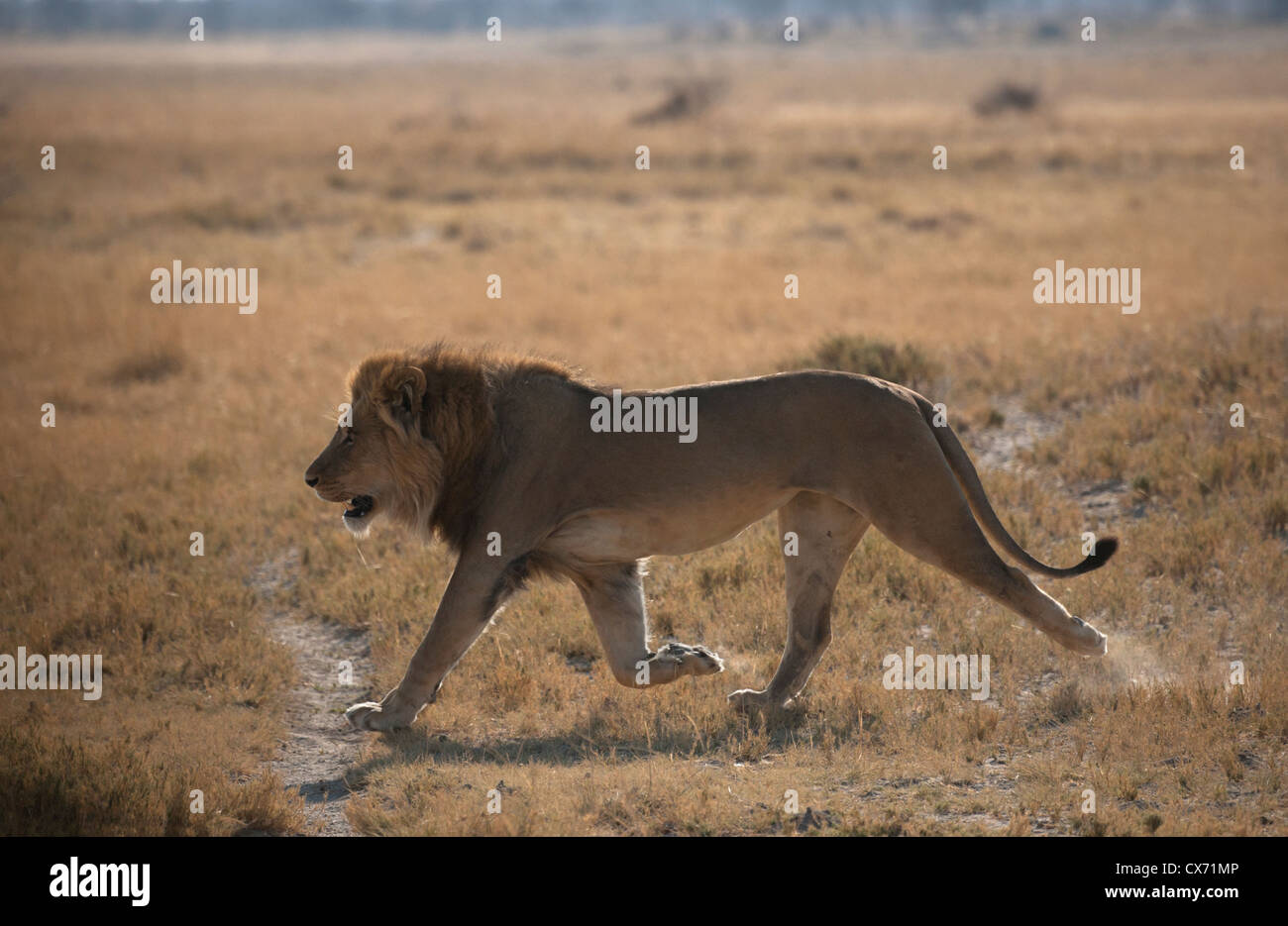 Lion raro deserto Kalahari Africa animale di safari Foto Stock