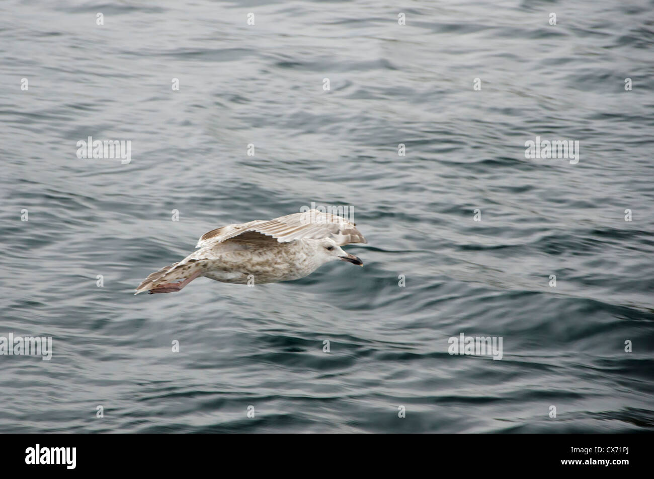 Giovani aringhe gabbiano vola sopra le onde del mare Foto Stock