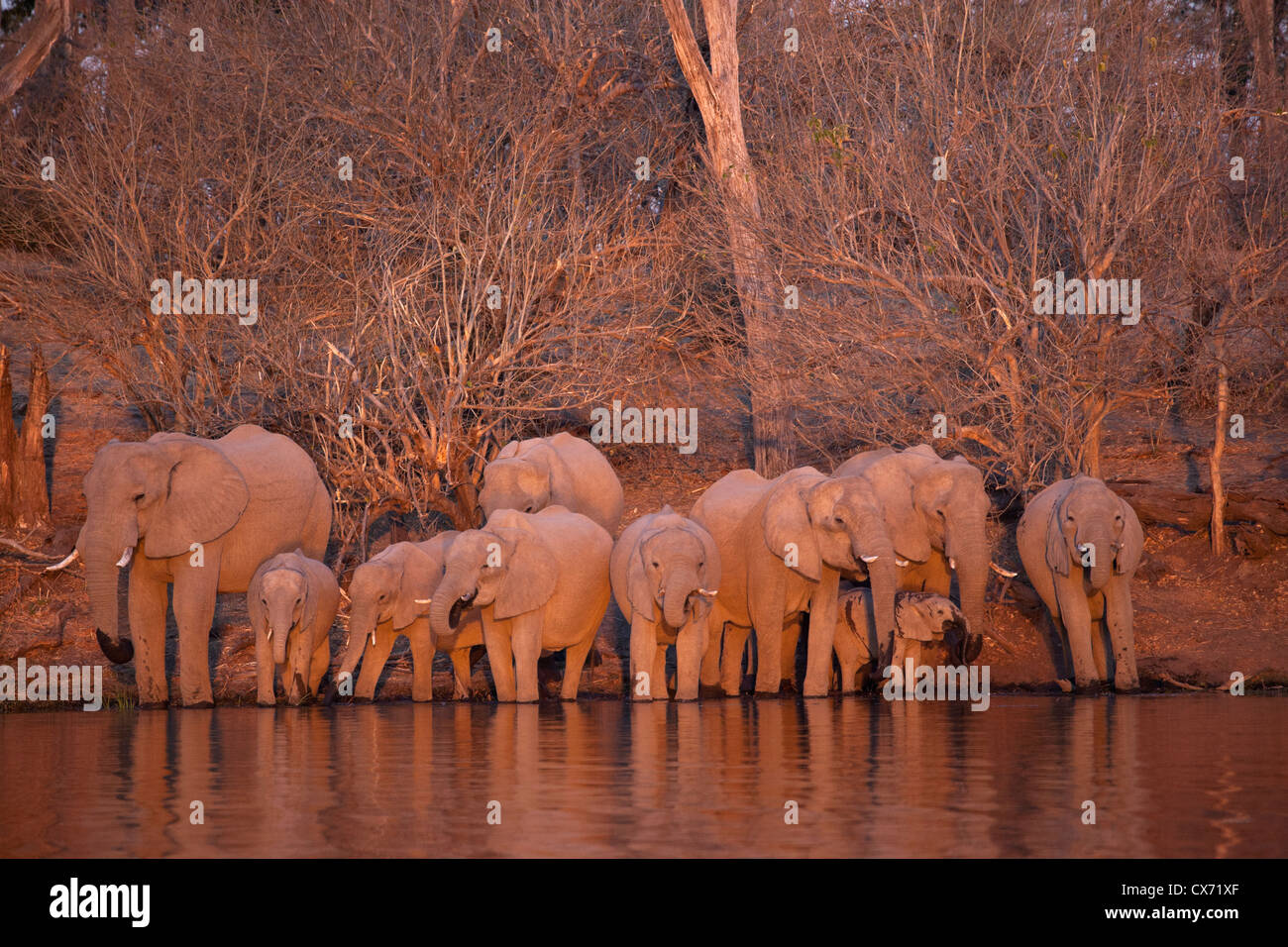 Elephant bere Chobe National Park Botswana Foto Stock