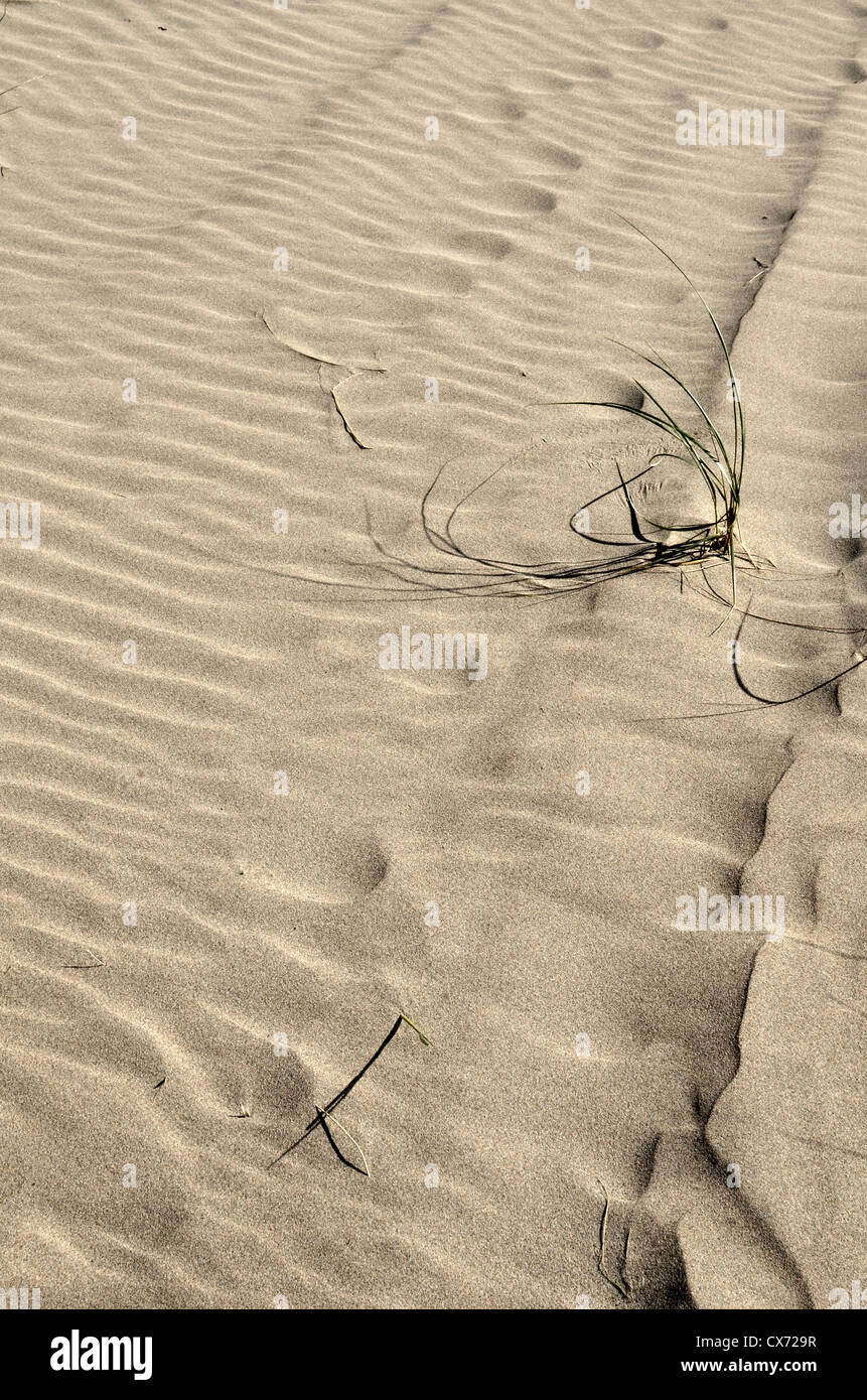 Increspata sabbia sulla spiaggia / litorale con sparce Marram erba / Ammophila arenaria. Punto di messa a fuoco verso di erba a destra. Perranporth Beach, Cornwall. Foto Stock