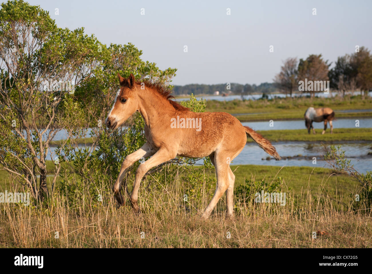 Chincoteague cavalli selvaggi pony isola USA U.S.A. Foto Stock