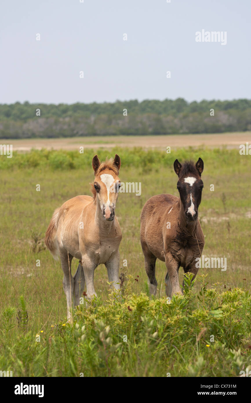 Chincoteague cavalli selvaggi pony isola USA U.S.A. Foto Stock
