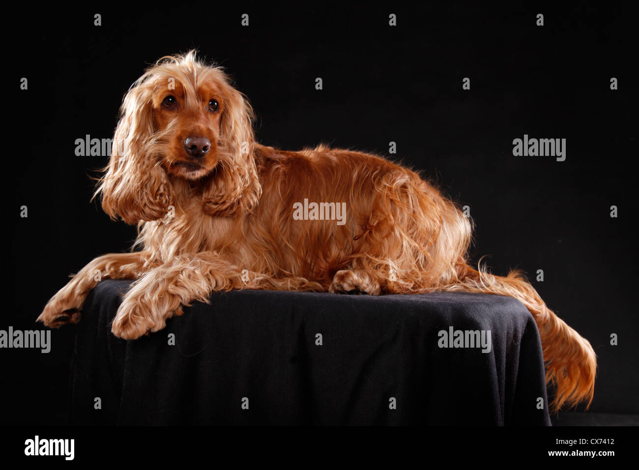 Red English Cocker Spaniel Foto Stock