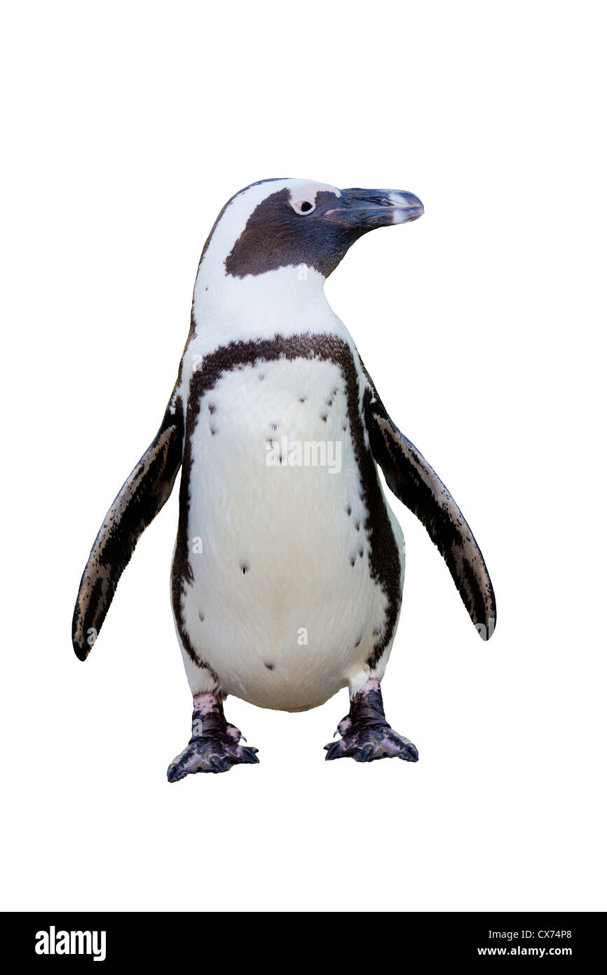 Africano o Jackass penguin isolati su sfondo bianco Foto Stock
