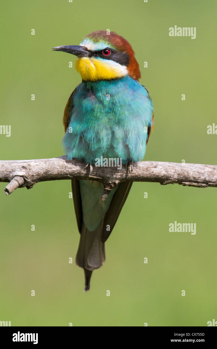 Unione gruccione (gruccione 'bee eater' uccello (Merops apiaster) seduto su un ramo, Ungheria Foto Stock