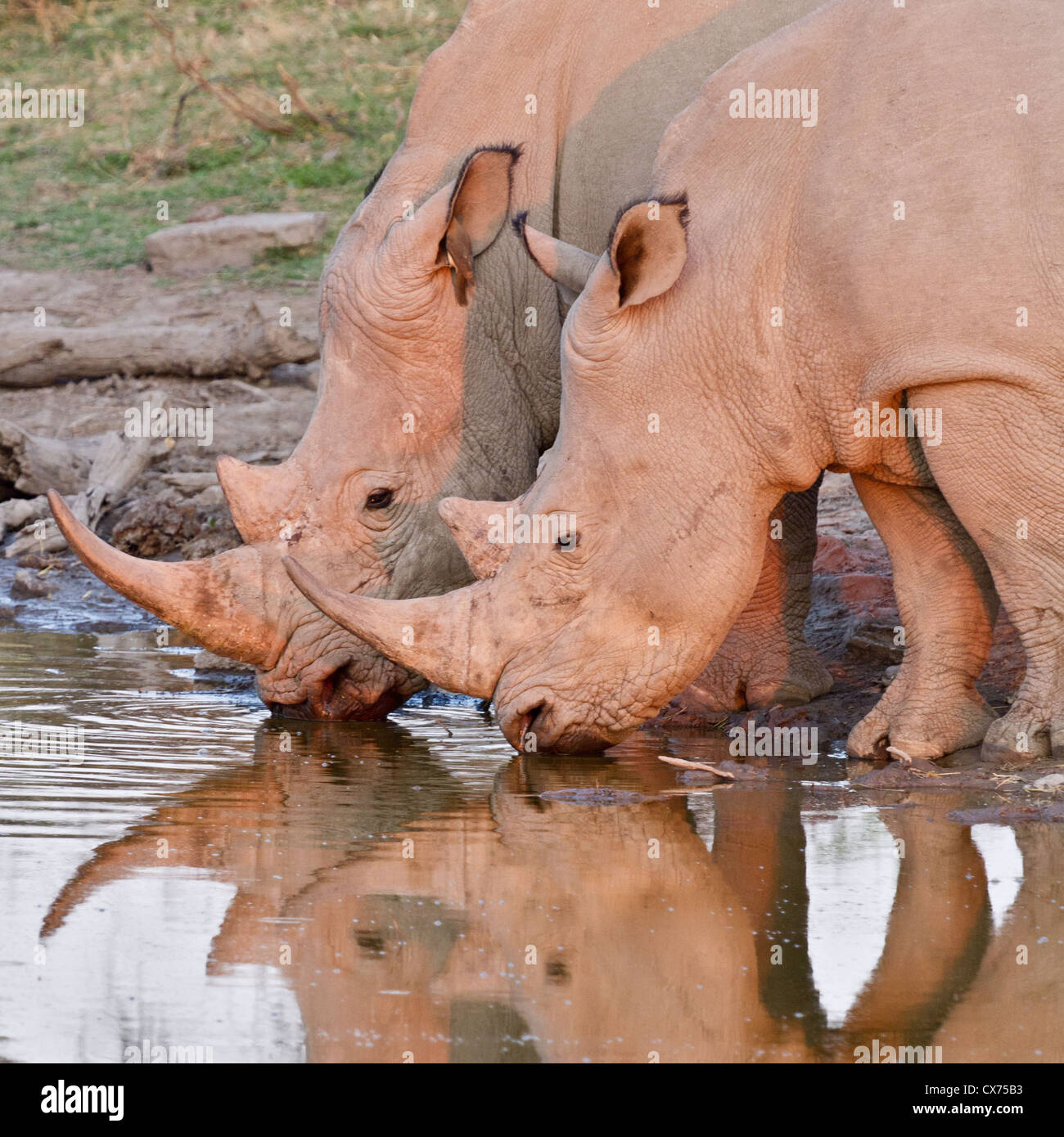 Il rinoceronte bianco (Ceratotherium simum) in corrispondenza di un foro per l'acqua al tramonto, Madikwe, Sud Africa Foto Stock