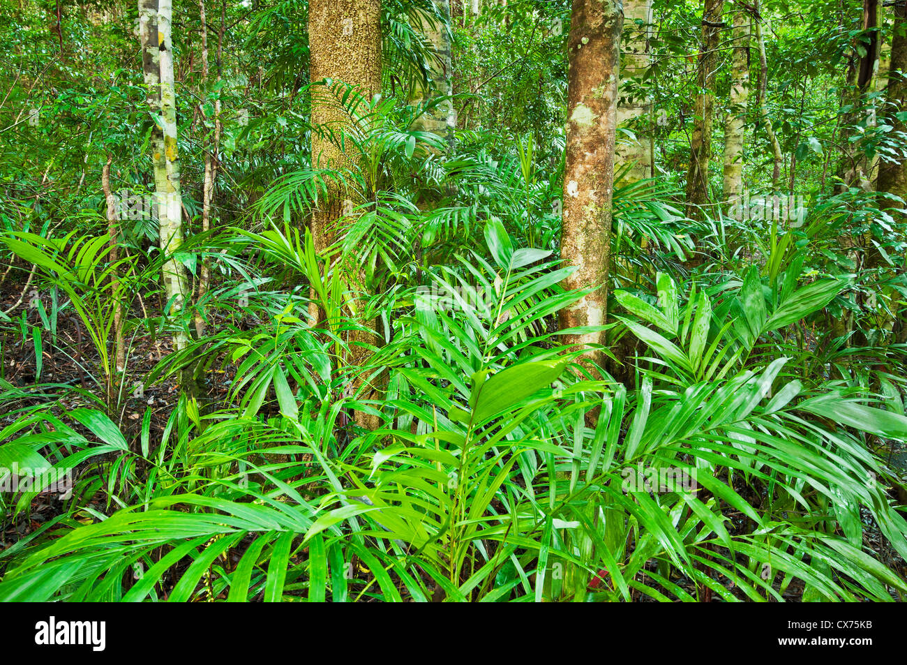 Verde e lussureggiante foresta pluviale subtropicale di Washpool Parco Nazionale. Foto Stock