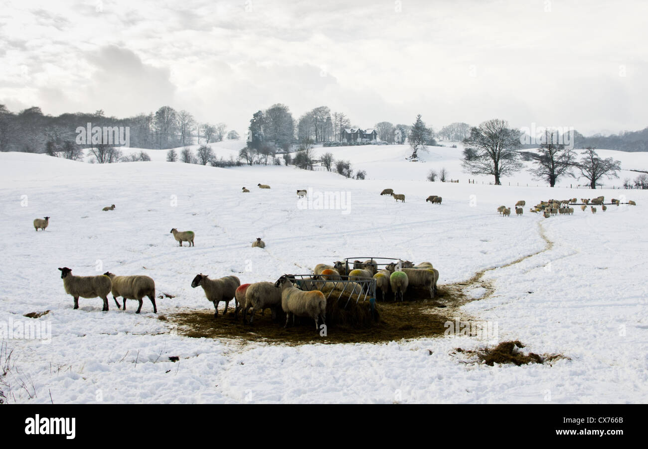Un gregge di pecore in una neve campo coperto dall'alimentatore con alcuni alberi e una casa nella distanza scena invernale Lake District Foto Stock