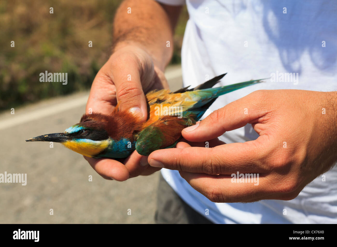 Europeo morto Gruccione (Merops apiaster) sulla strada. Lleida. La Catalogna. Spagna. Foto Stock