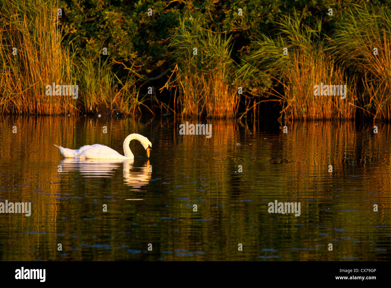 Bird, Swan, canne, stagno, paludi, Brading paludi, Bembridge, Isle of Wight, England, Regno Unito Foto Stock