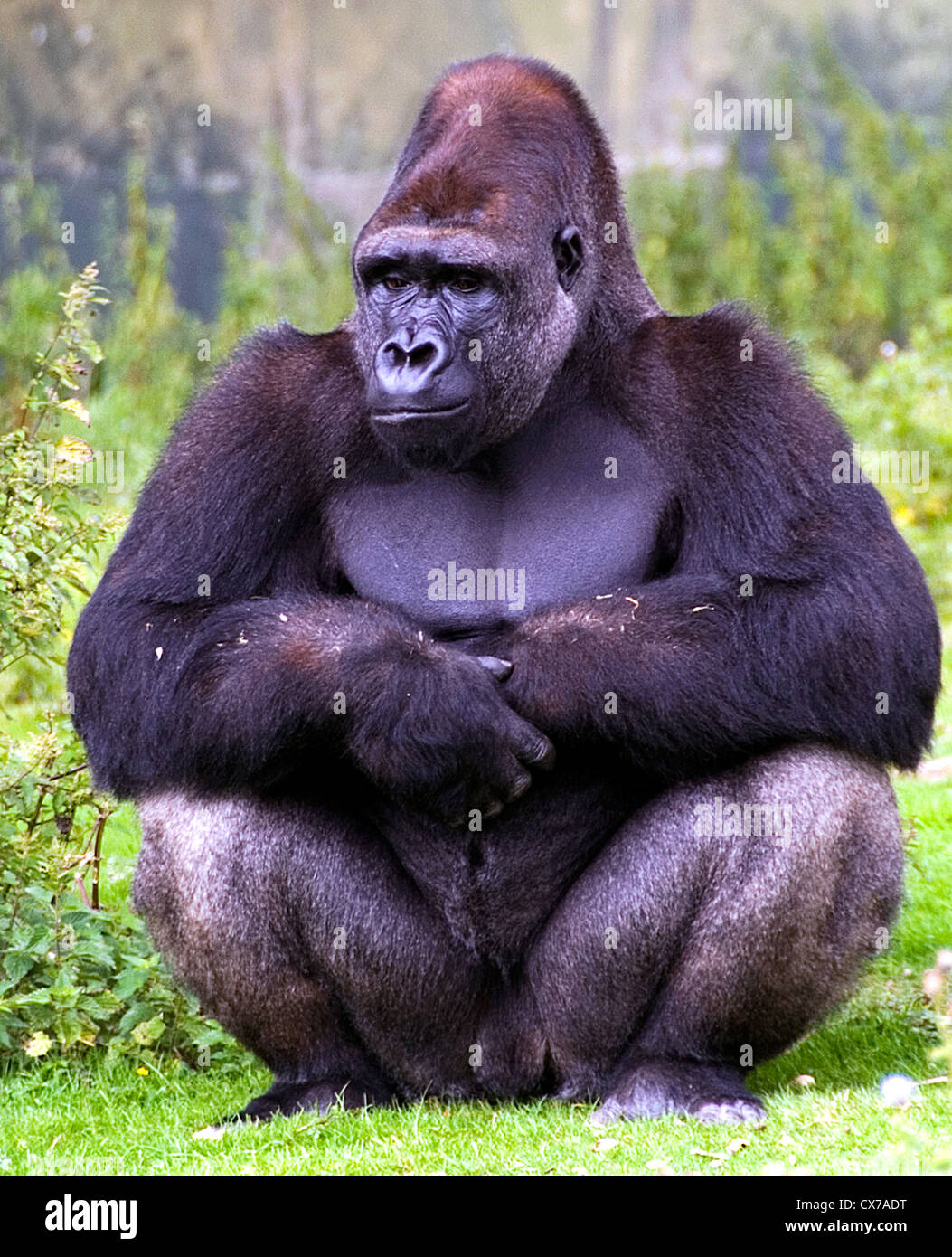 Gorilla maschio seduta contemplando la vita Foto Stock