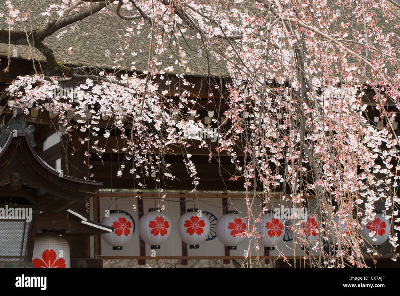 Fiore di Ciliegio albero e lanterne di carta; Kyoto, Giappone Foto Stock