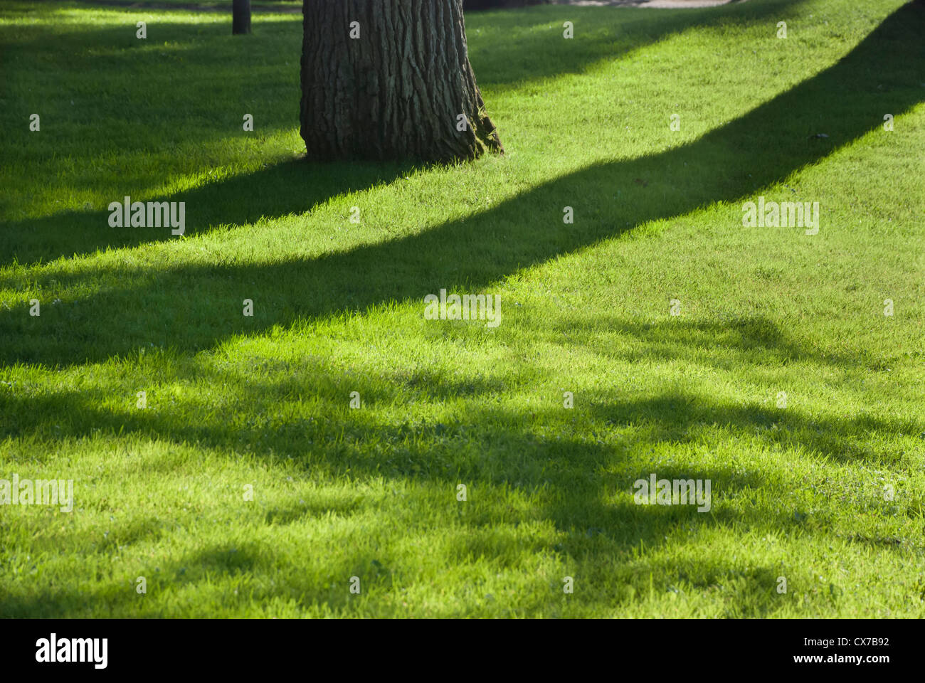 Un pomeriggio in un parco Foto Stock