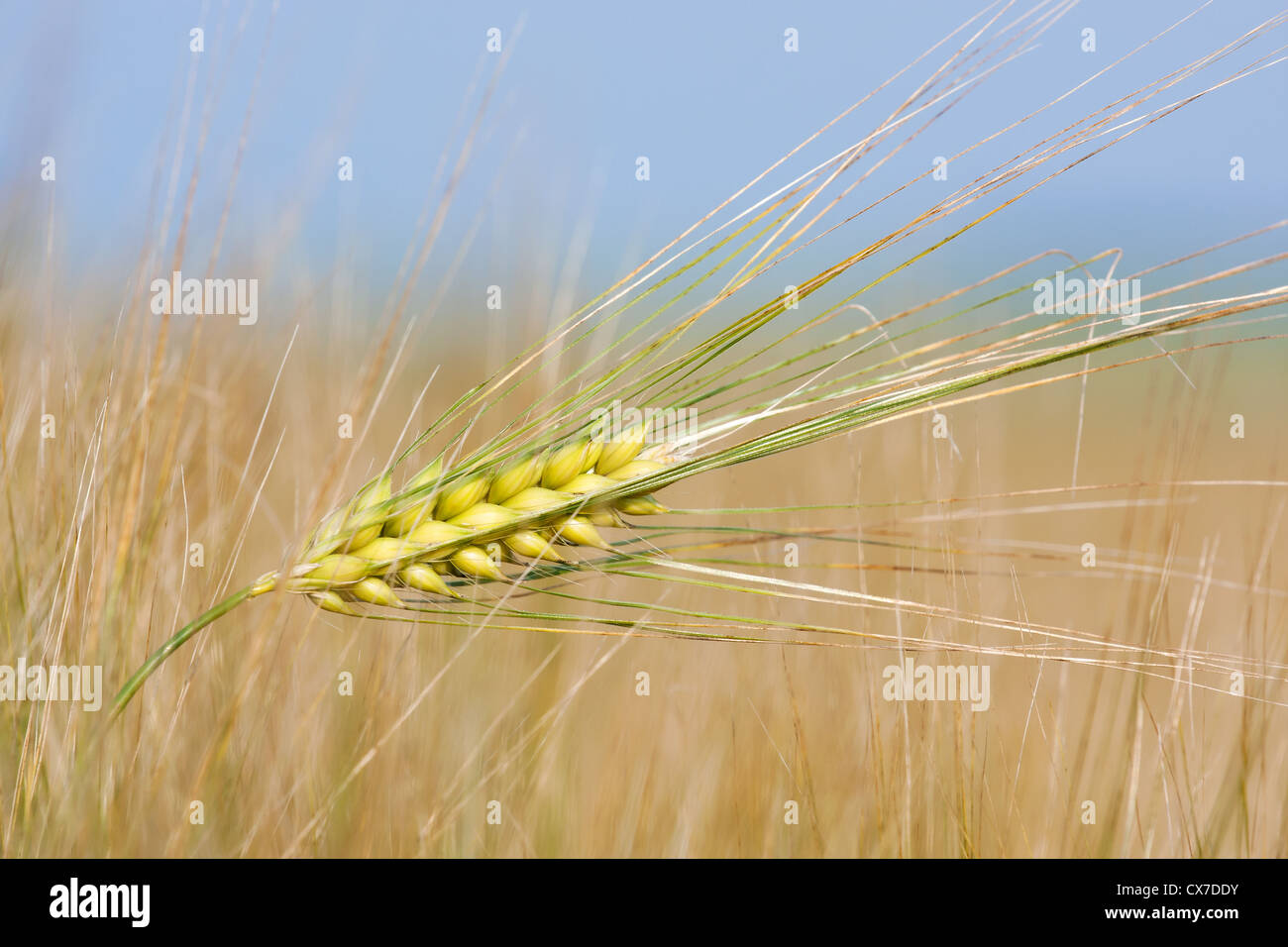 Close-up di paglia di grano in un giorno di estate nel campo Foto Stock