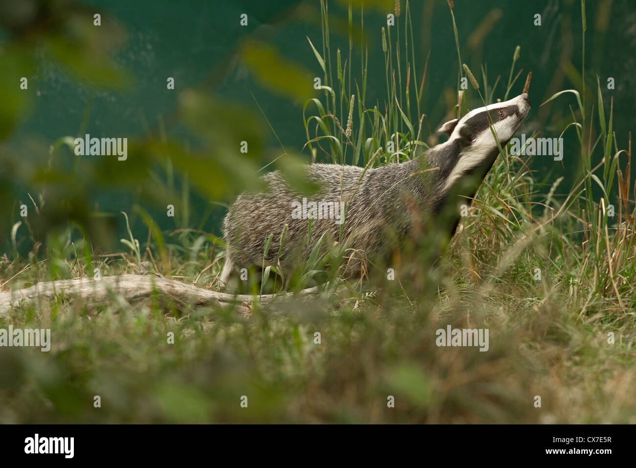 Europea (Badger Meles meles) Foto Stock