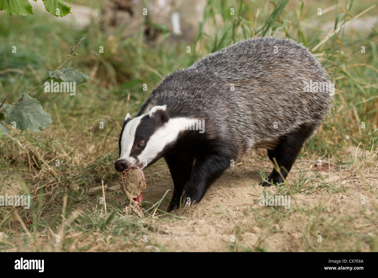 Europea (Badger Meles meles) Foto Stock