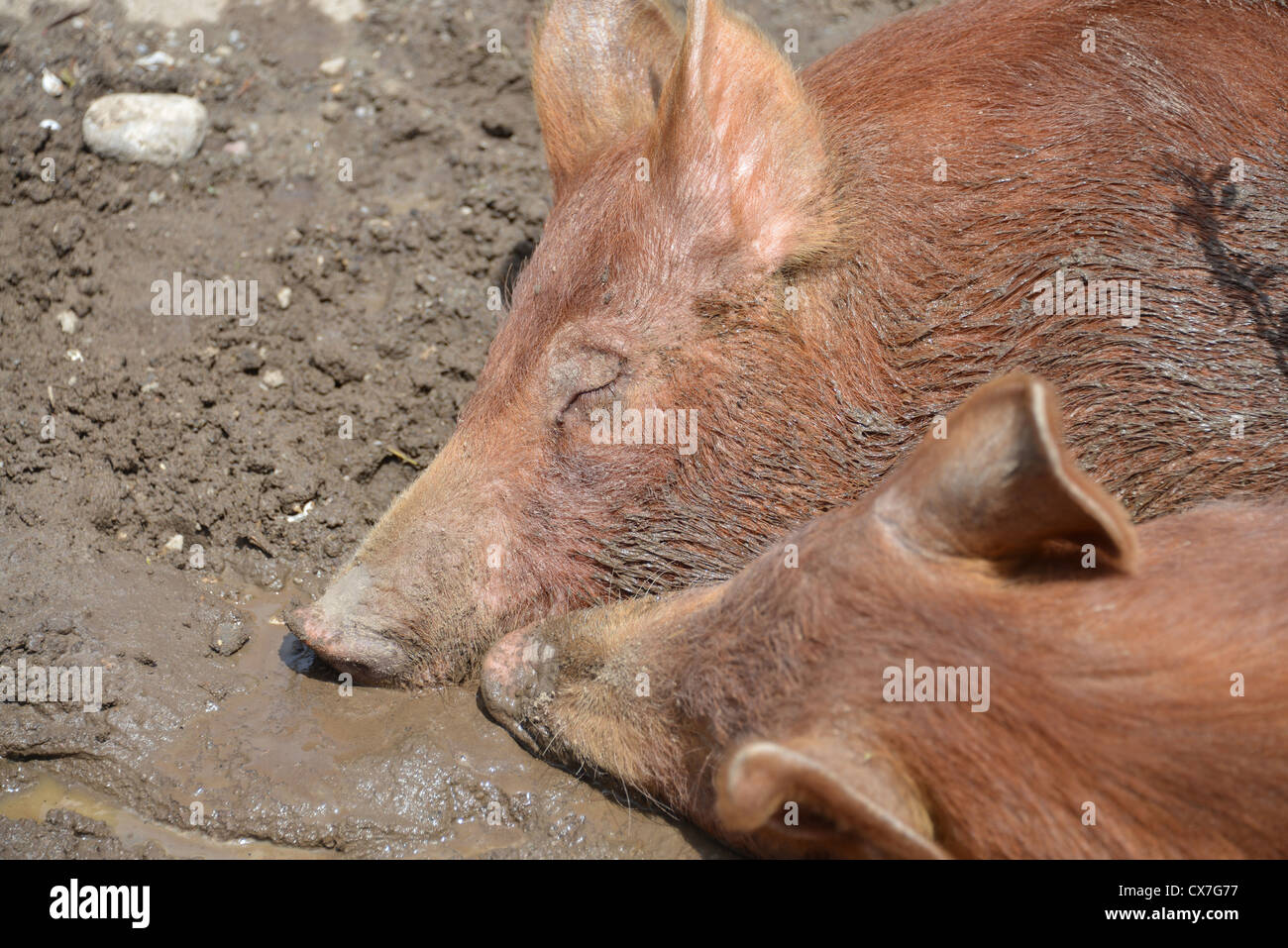 Questa è un immagine di suini nel fango Foto Stock