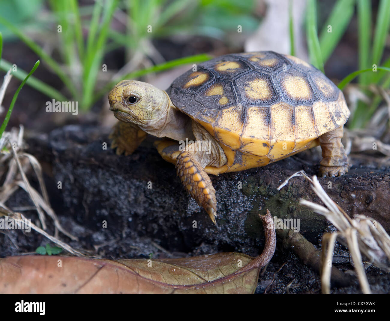 Baby gopher rovistando tartaruga Foto Stock