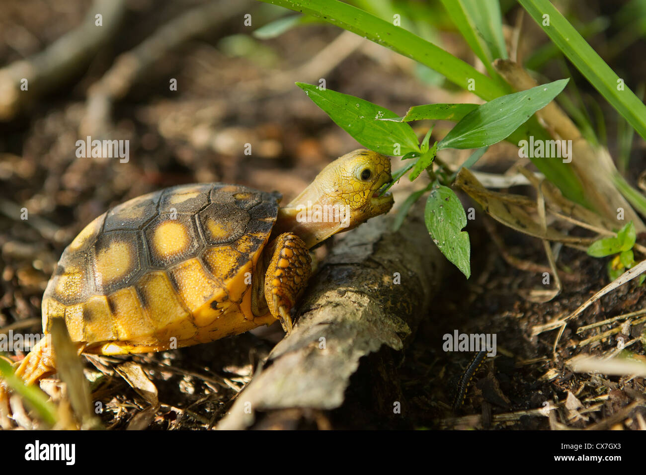 Baby gopher tartaruga mangia erba Foto Stock