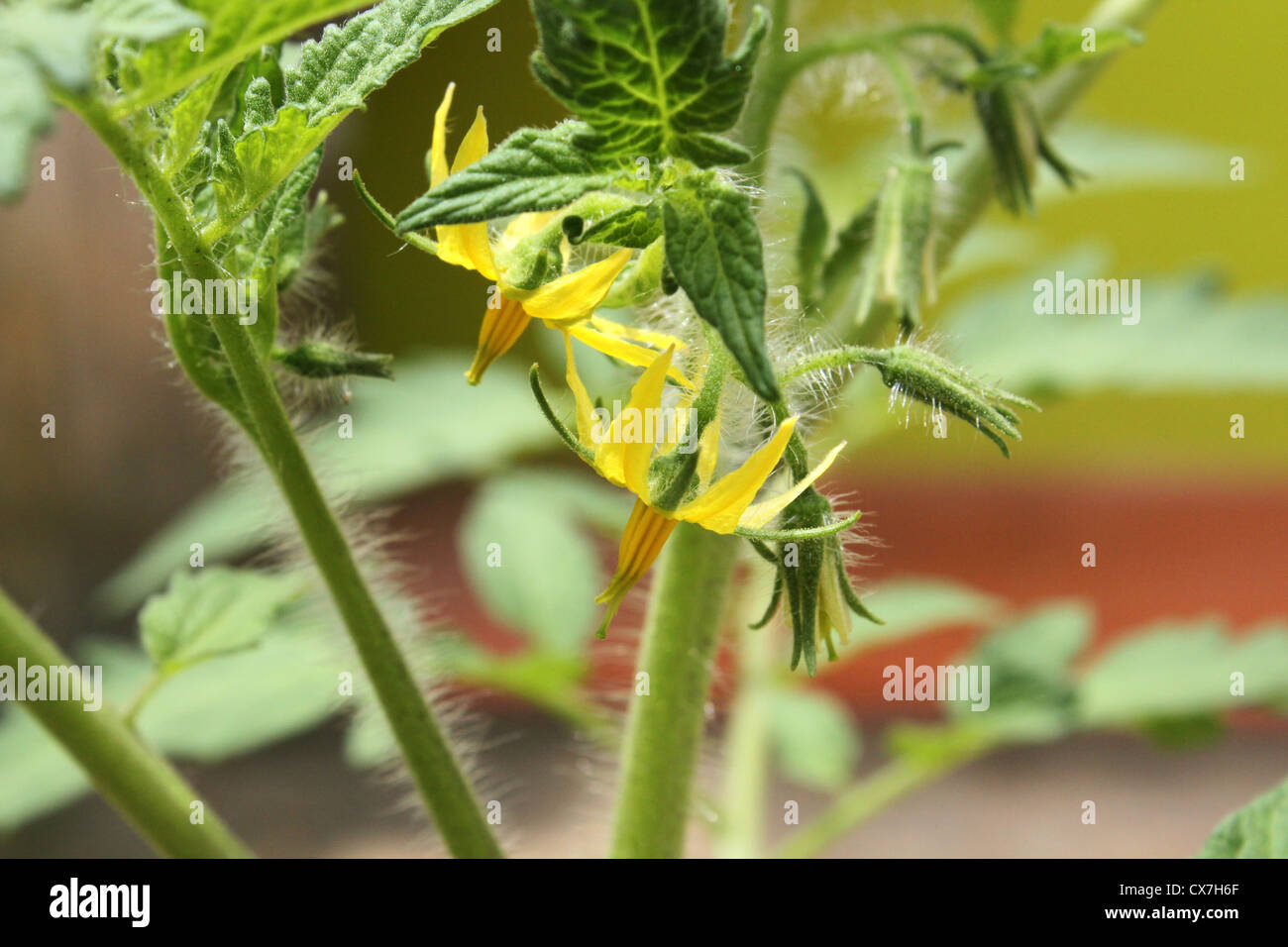 Peli ghiandolari o tricomi sullo stelo di un pomodoro coltivate Foto Stock