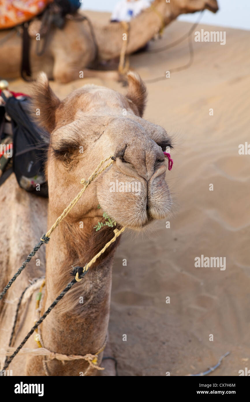 Cammelli nel deserto di Thar, Rajasthan, India Foto Stock