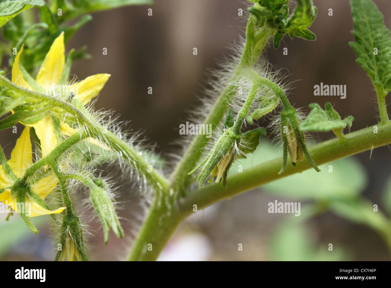 Peli ghiandolari o tricomi sullo stelo di una cresciuta pianta di pomodoro Foto Stock