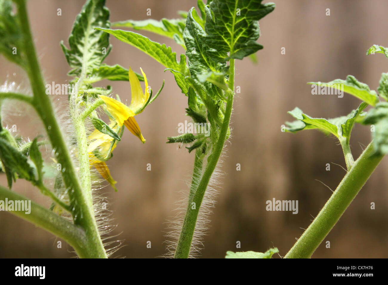 Peli ghiandolari o tricomi sullo stelo di un pomodoro coltivate Foto Stock