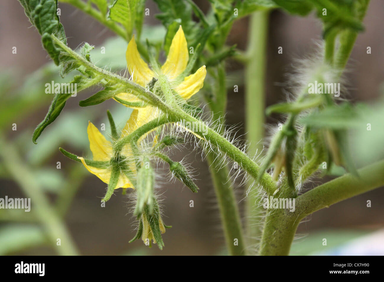 Peli ghiandolari o tricomi sullo stelo di una cresciuta pianta di pomodoro Foto Stock