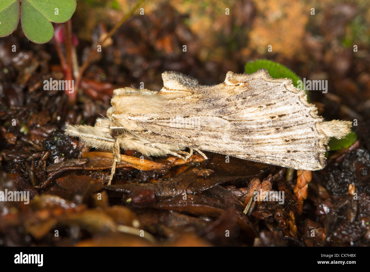 Pallido (prominente Pterostoma palpina) moth Foto Stock