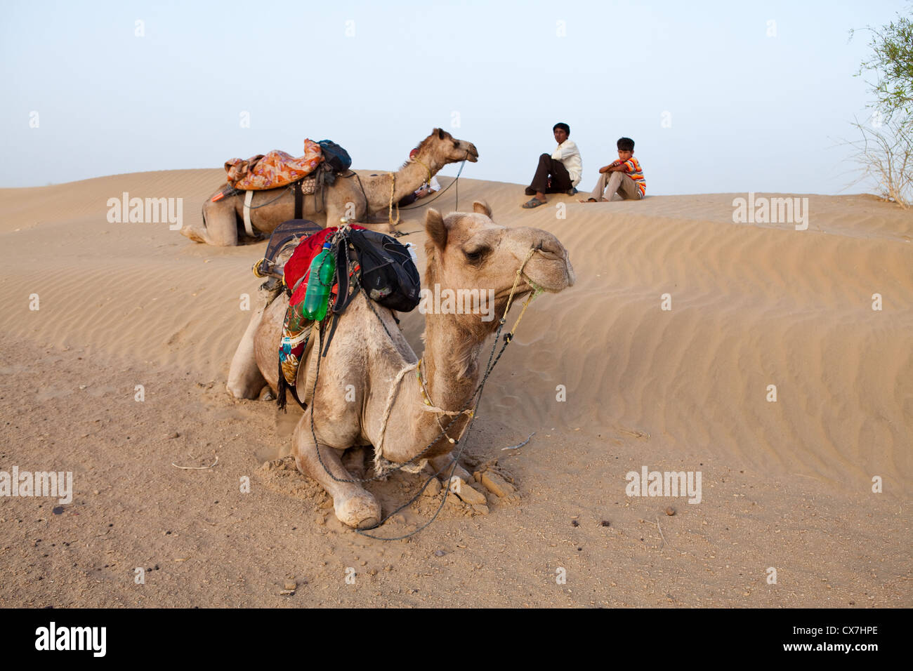 Cammelli nel deserto di Thar, Rajasthan, India Foto Stock