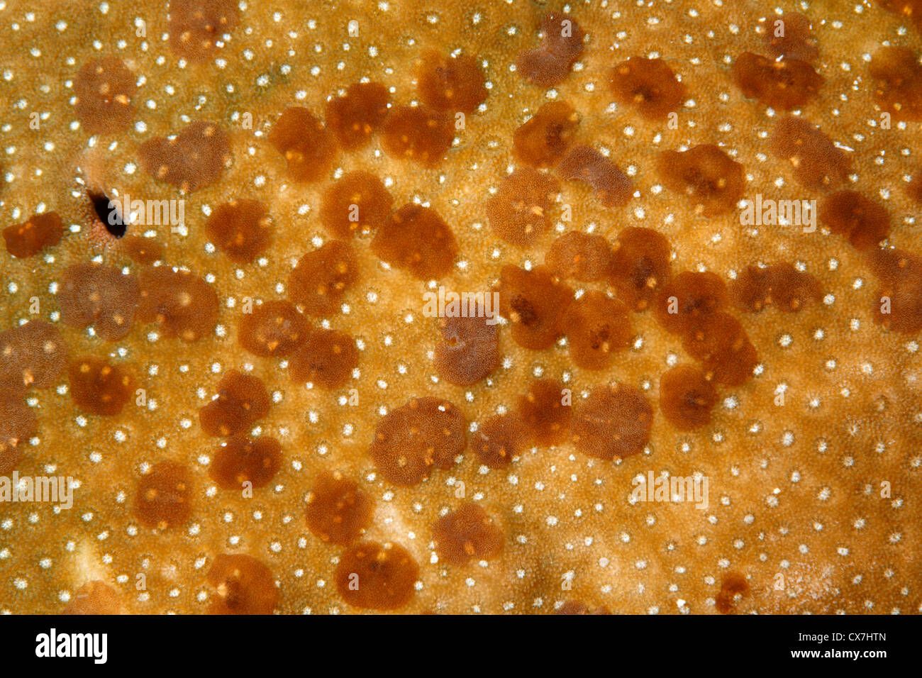 Acoel Flatworms, Waminoa sp, che vivono su un corallo duro. Foto Stock