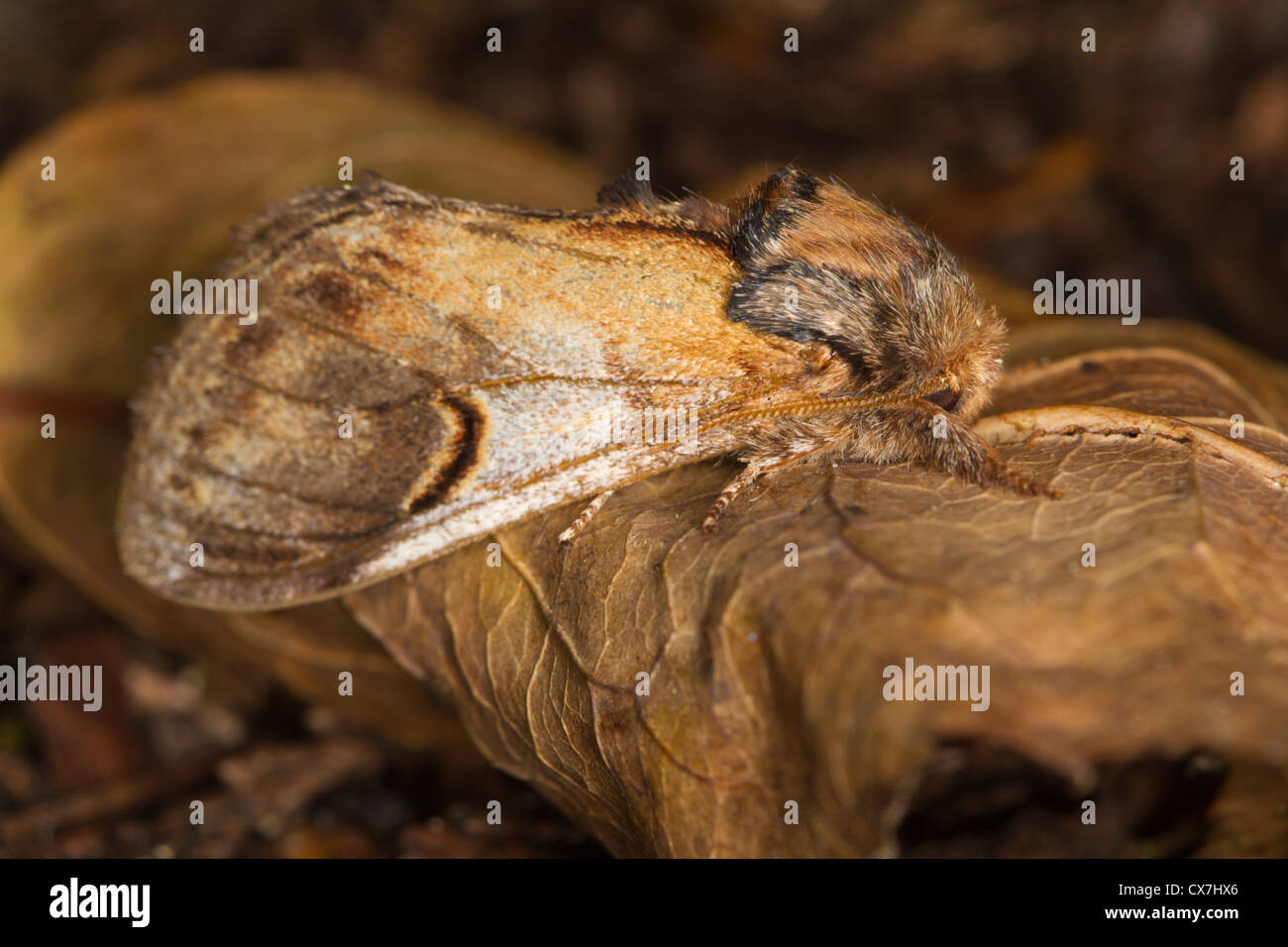Pebble prominente (Notodonta ziczac) moth Foto Stock