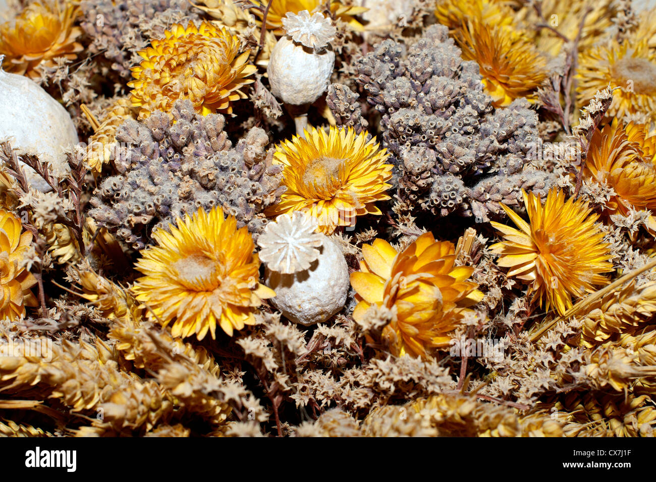Come coltivare i fiori di vetro e riempire di colori il tuo balcone | Ohga