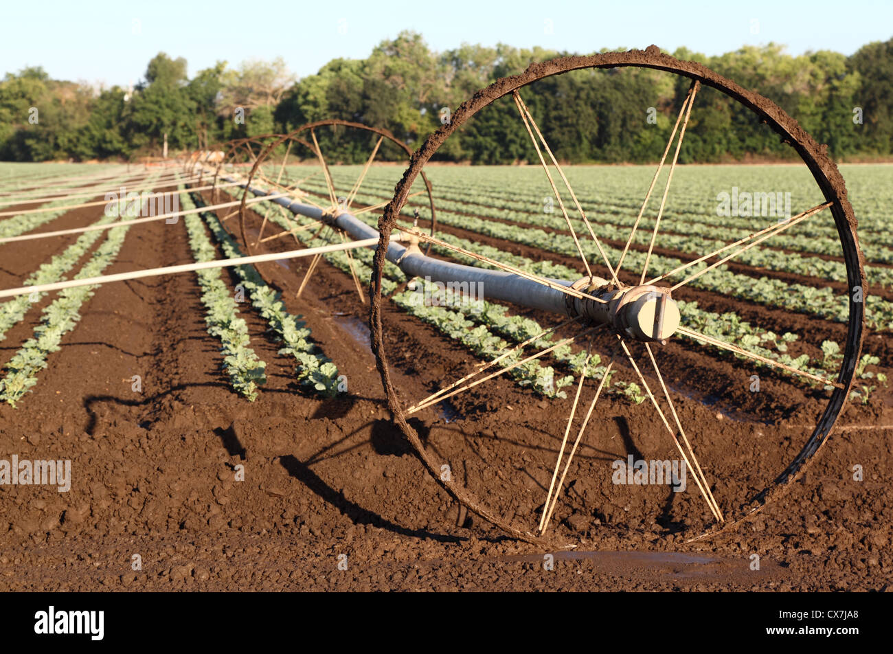 Impianti di irrigazione in campo agricolo Foto Stock