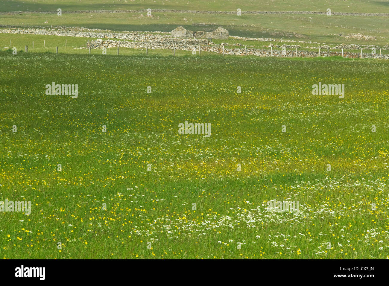 Flower prato con abbandonato Croft, Unst Shetland, REGNO UNITO LA005855 Foto Stock