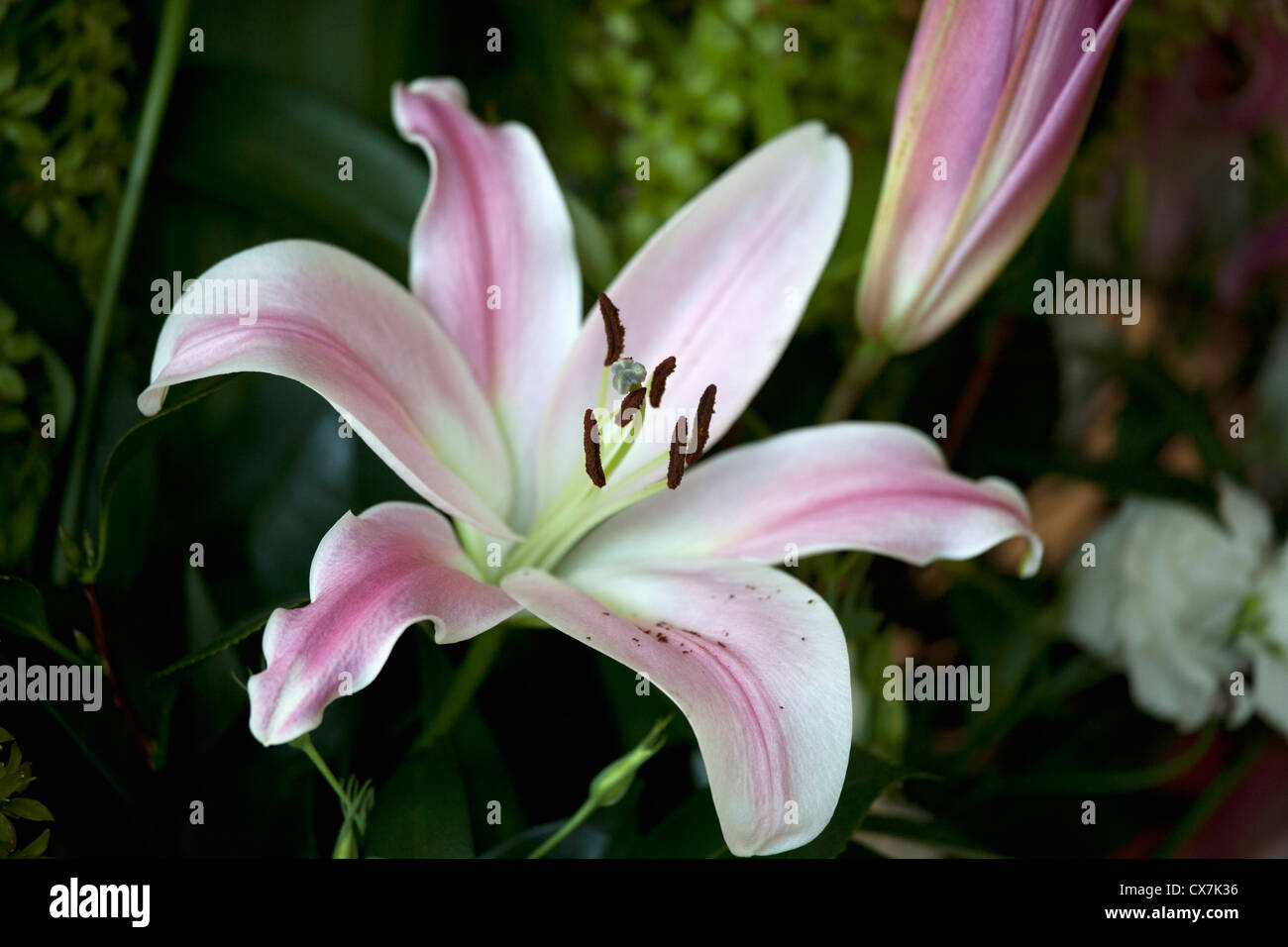Fiore che sboccia, Pasqua Lily (Lilium Longiflorum) Foto Stock