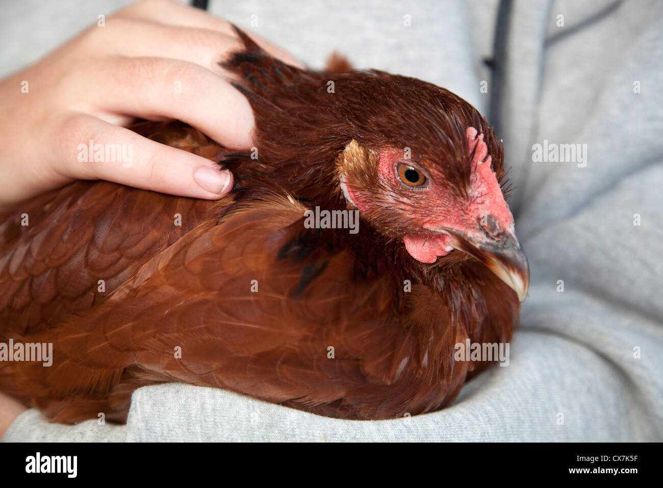 Agriturismo pet, polli rosso (Gallus Gallus) Foto Stock