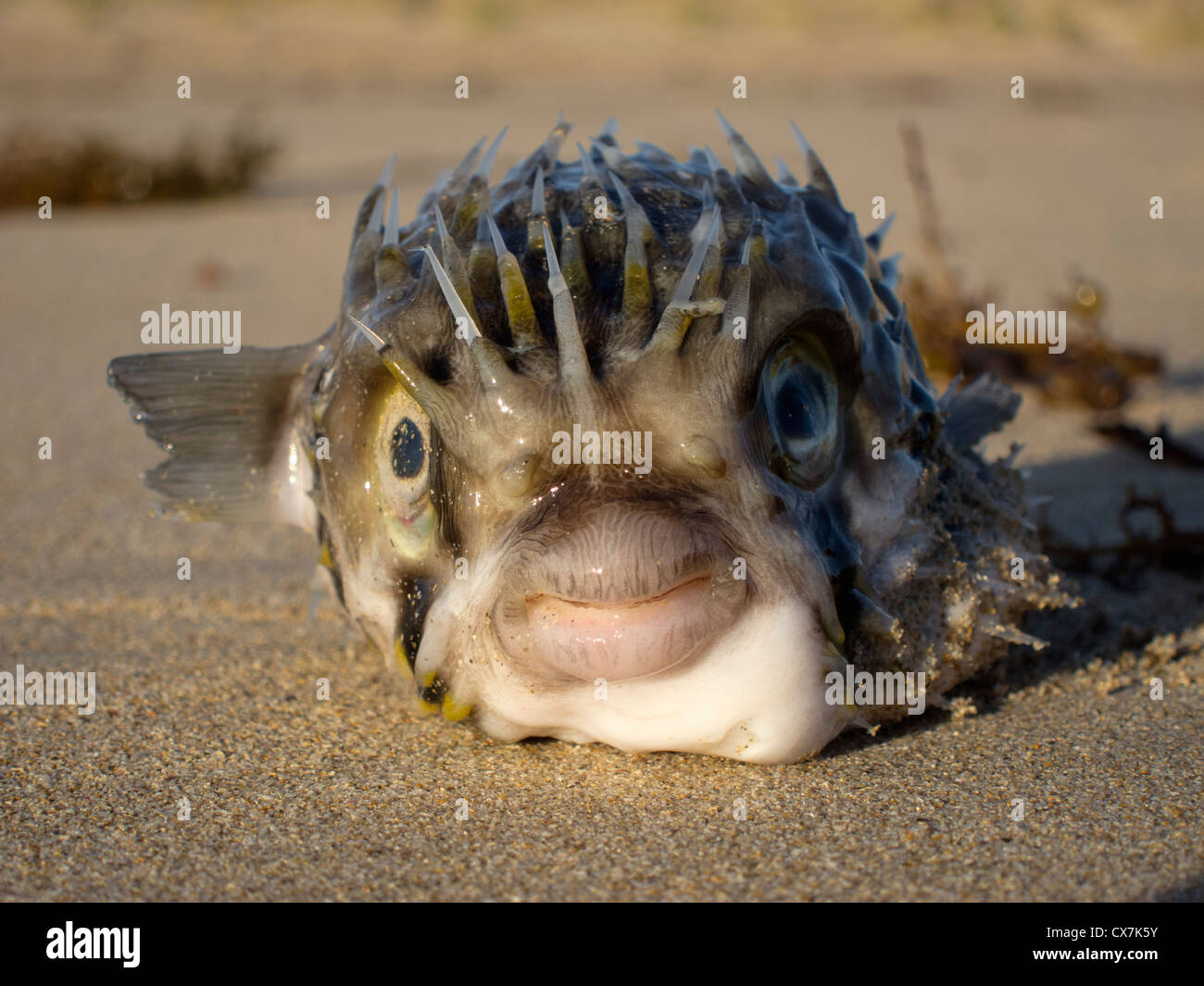 Balloonfish (Diodon Holocanthus) sulla sabbia Foto Stock