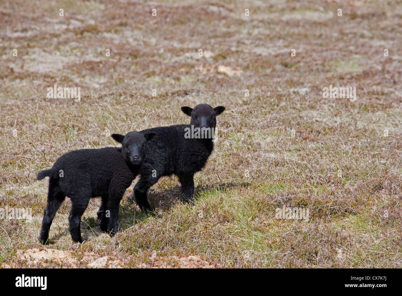 Due pecore nere agnelli Shetland, Regno Unito MA002476 Foto Stock