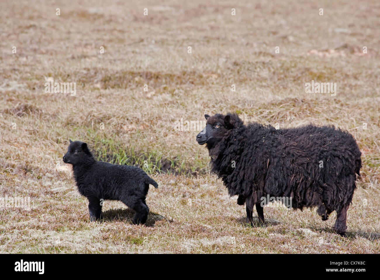 Pecora nera e il nero di agnello Shetland, Regno Unito MA002478 Foto Stock