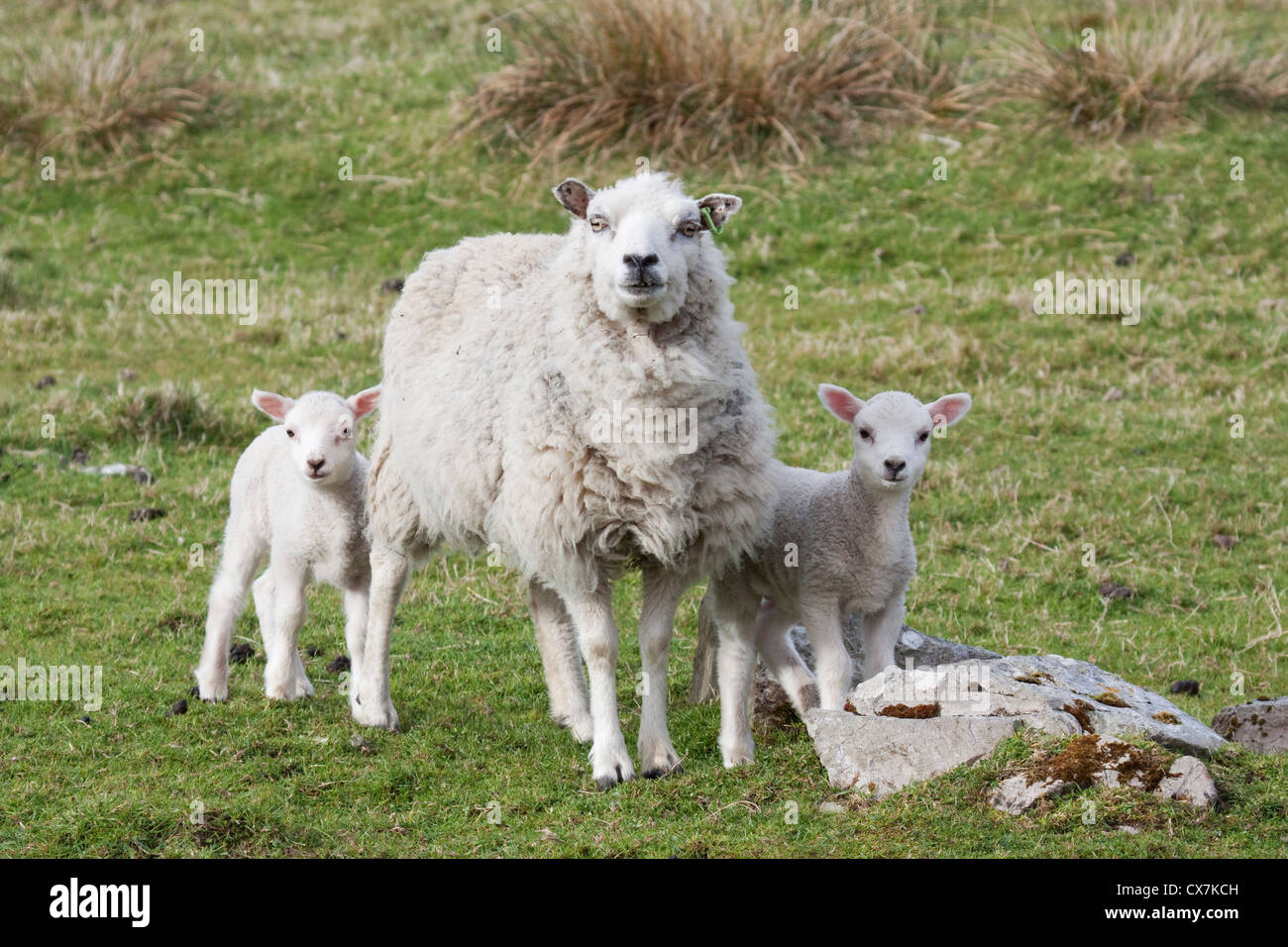 Ovini - madre e due agnelli Shetland, Regno Unito MA002486 Foto Stock